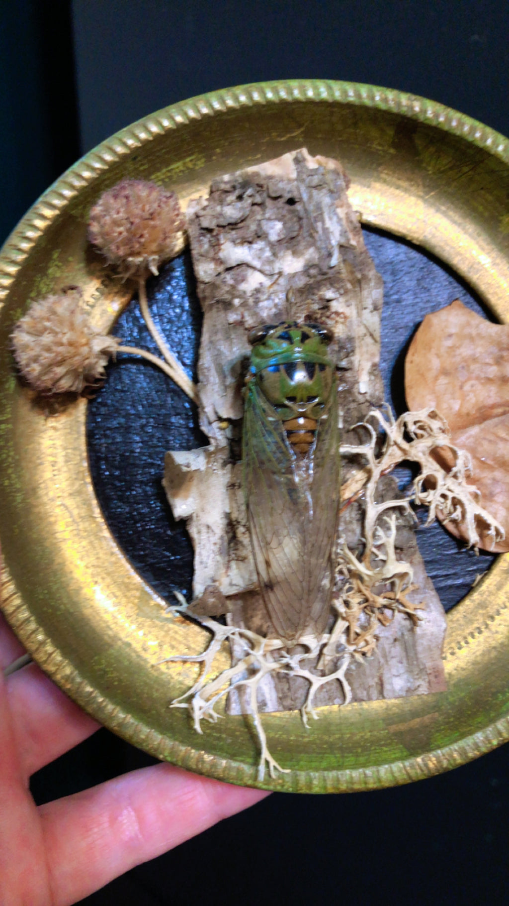 Small Round Cicada Frame